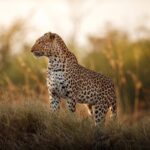 BOADICEA THE VICTORIOUS LEOPARD OF ARABIA EDP U 100ML