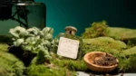 SANTA MARIA NOVELLA POT POURRI EDC U 100ML B.O