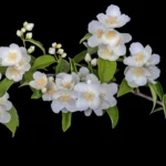 THE WOODS COLLECTION WILD ROSES EDP U 100ML