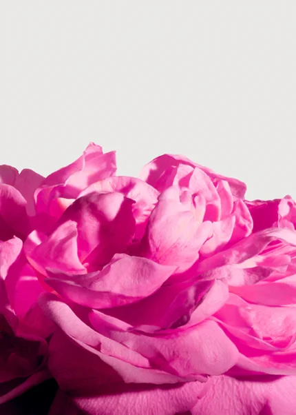 MATIERE PREMIERE RADICAL ROSE EXTRAIT U 100ML B.O